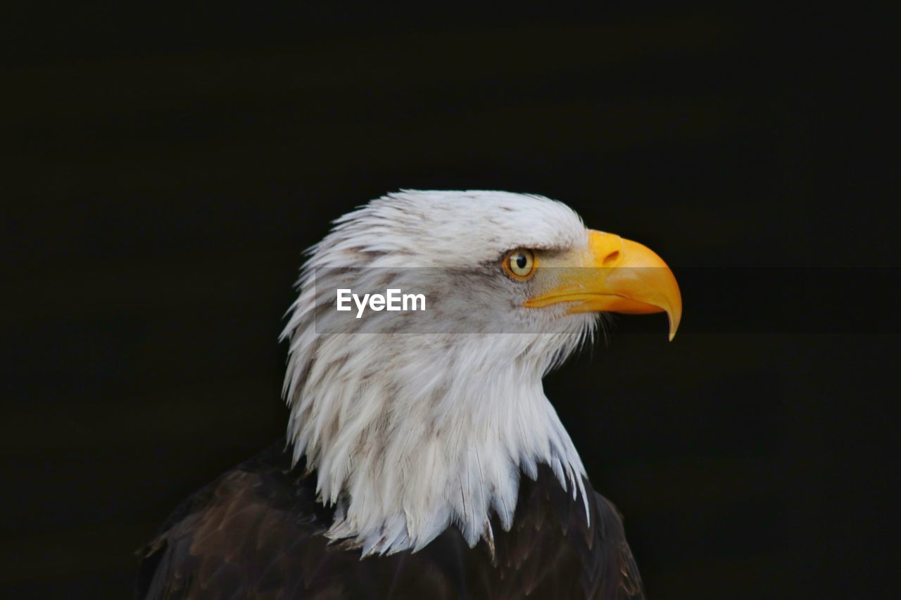 CLOSE-UP OF EAGLE AGAINST GRAY BACKGROUND