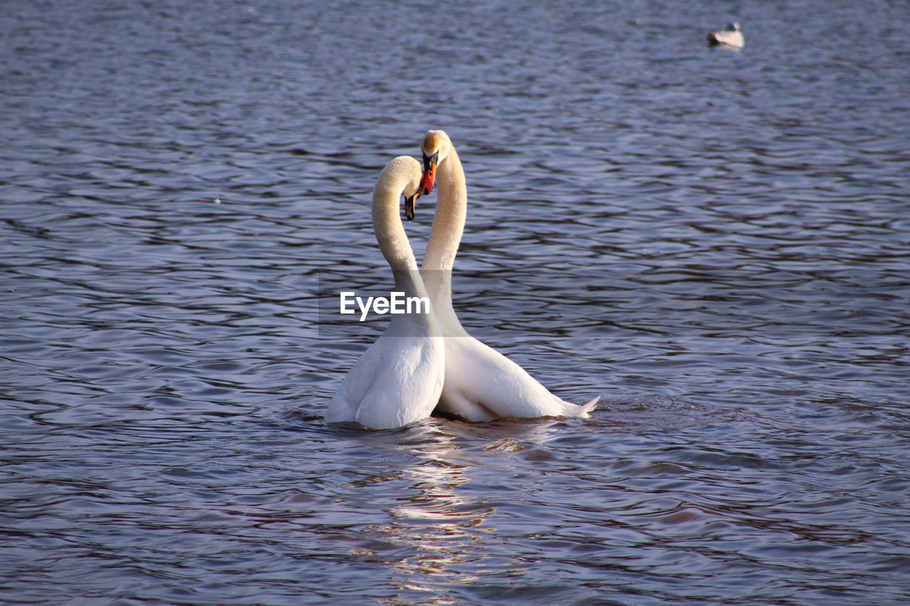 Swan swimming in lake