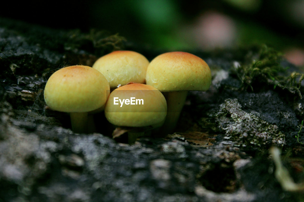 CLOSE-UP OF FRUITS ON MOSS