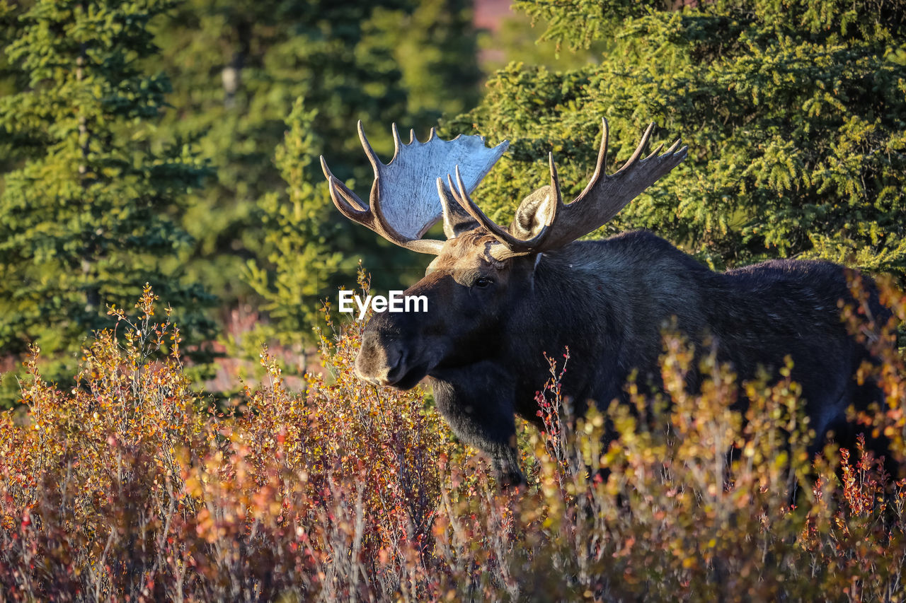 VIEW OF AN ANIMAL ON PLANT