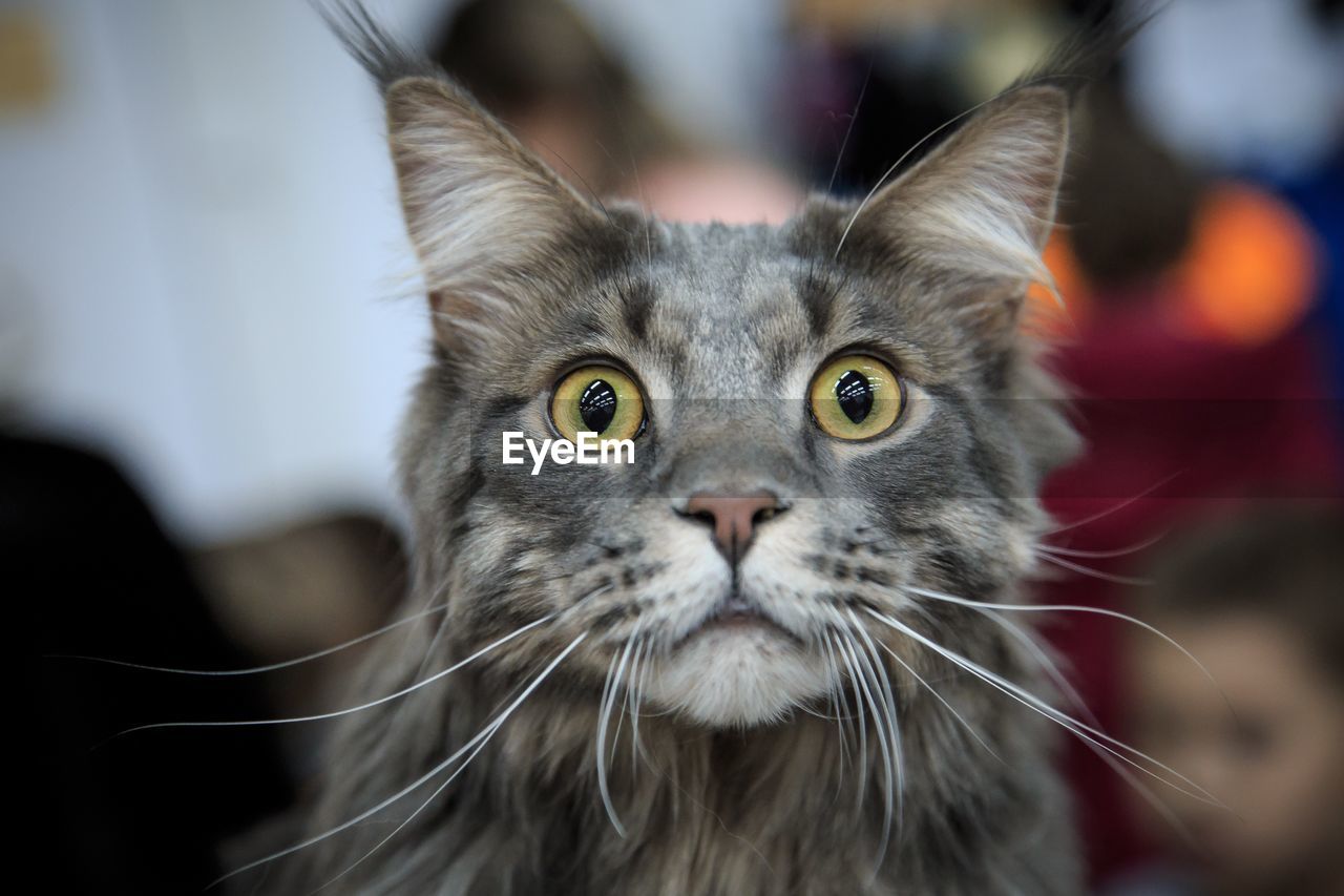 Close-up of cat with yellow eyes