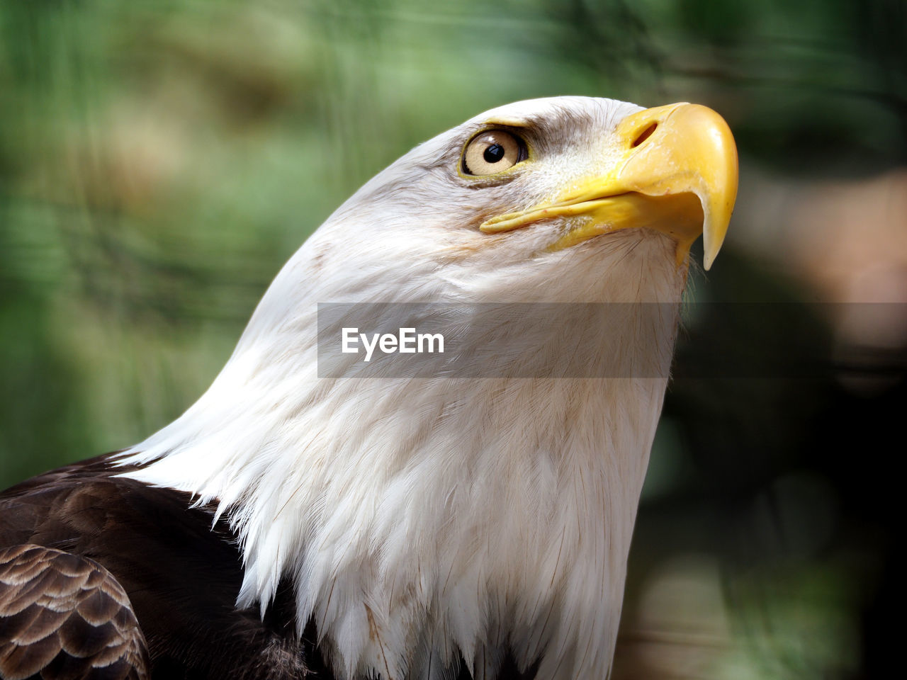 Close-up of eagle