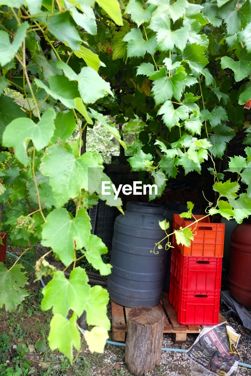 PLANTS AND RED PLANT