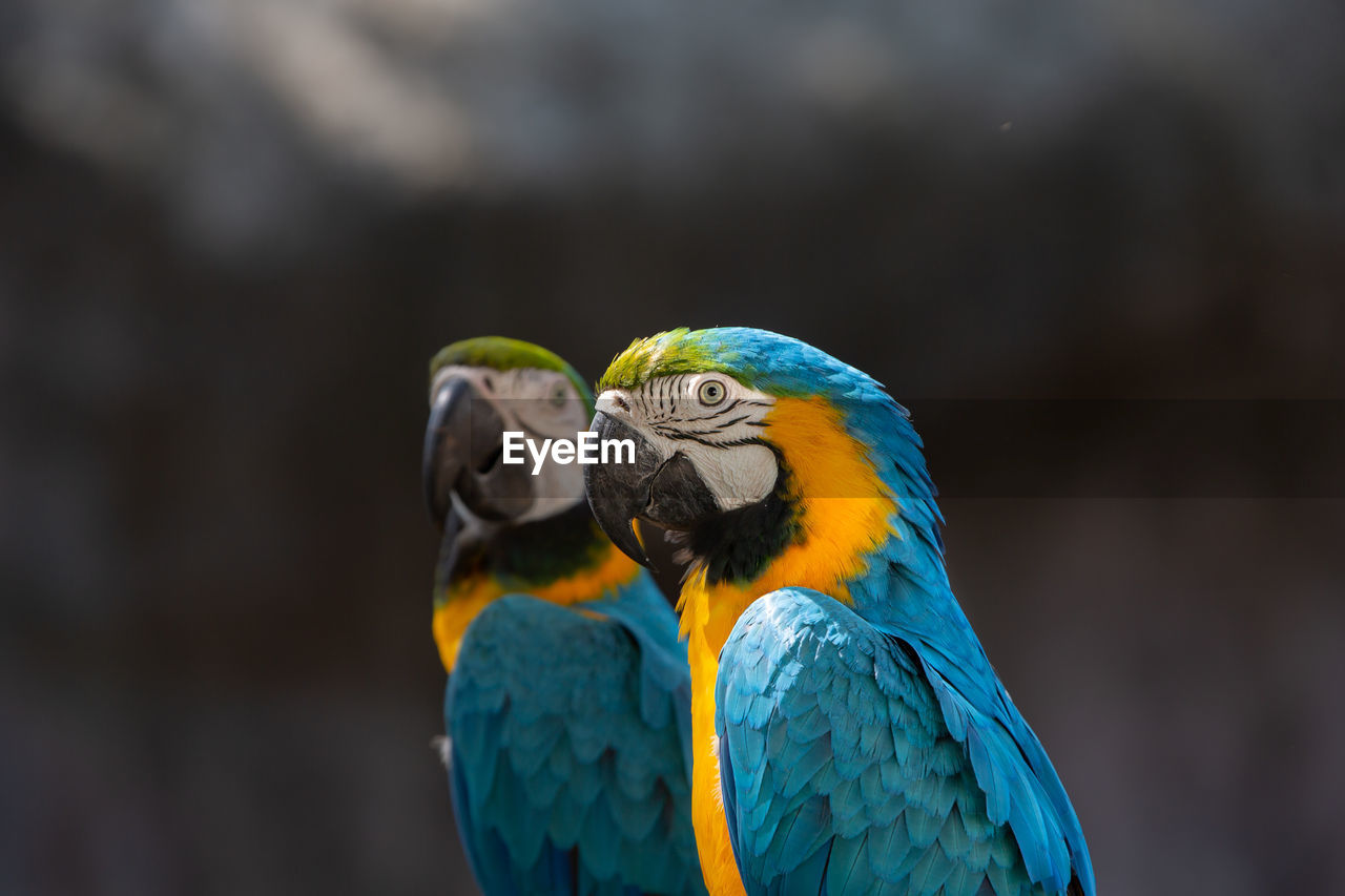 Close-up of gold and blue macaw