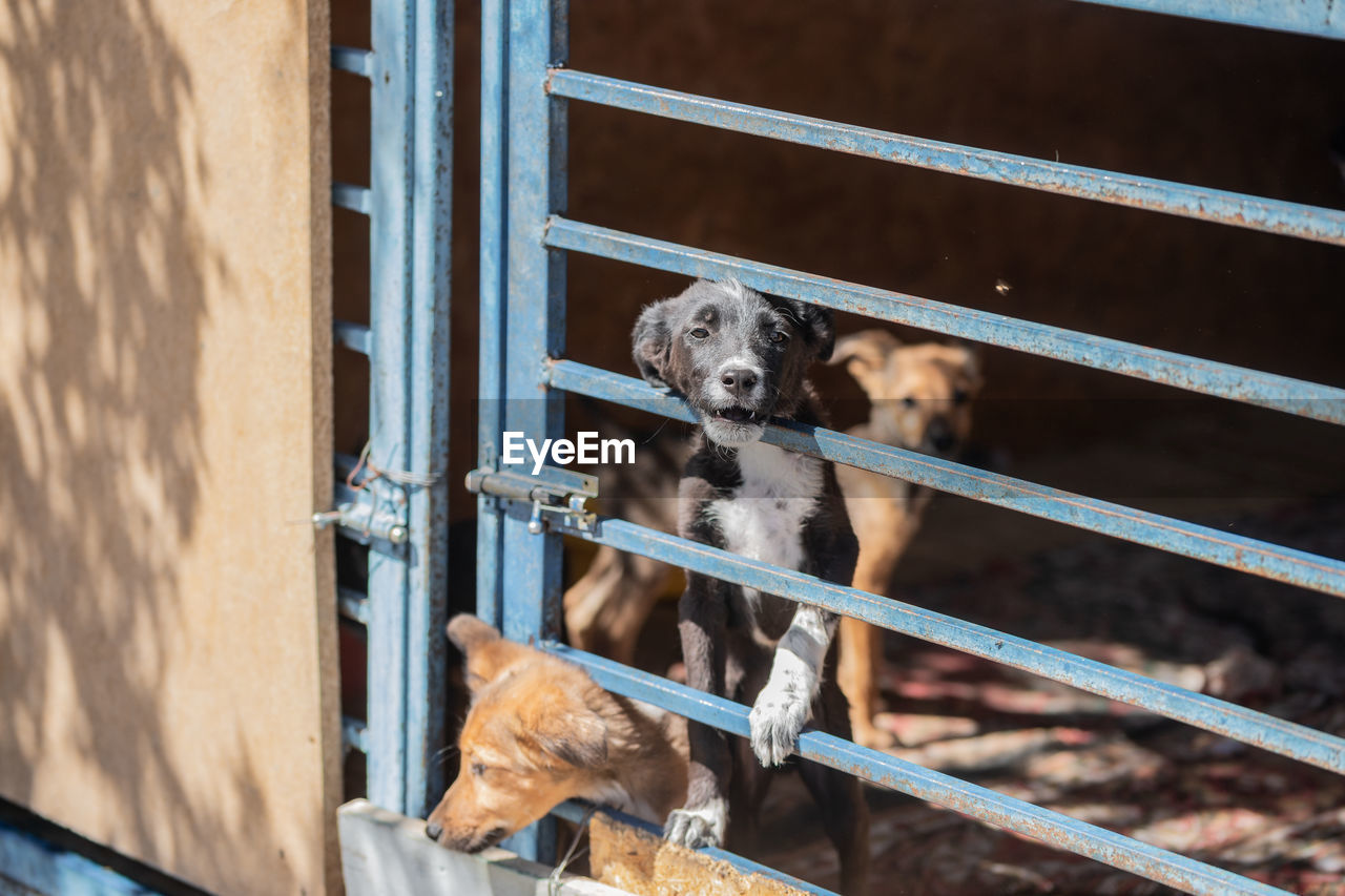 Puppies seen through metallic gate