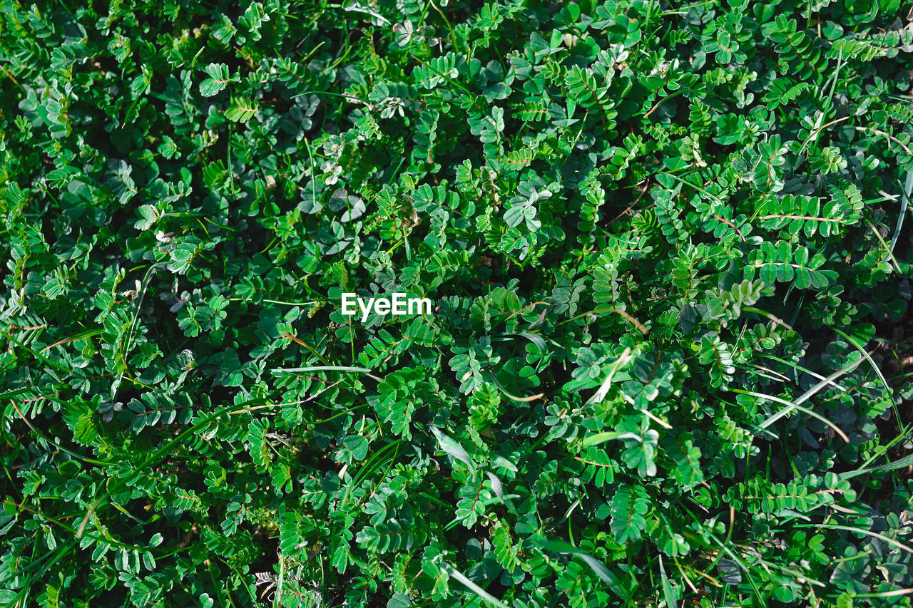 FULL FRAME SHOT OF PLANTS GROWING ON FIELD