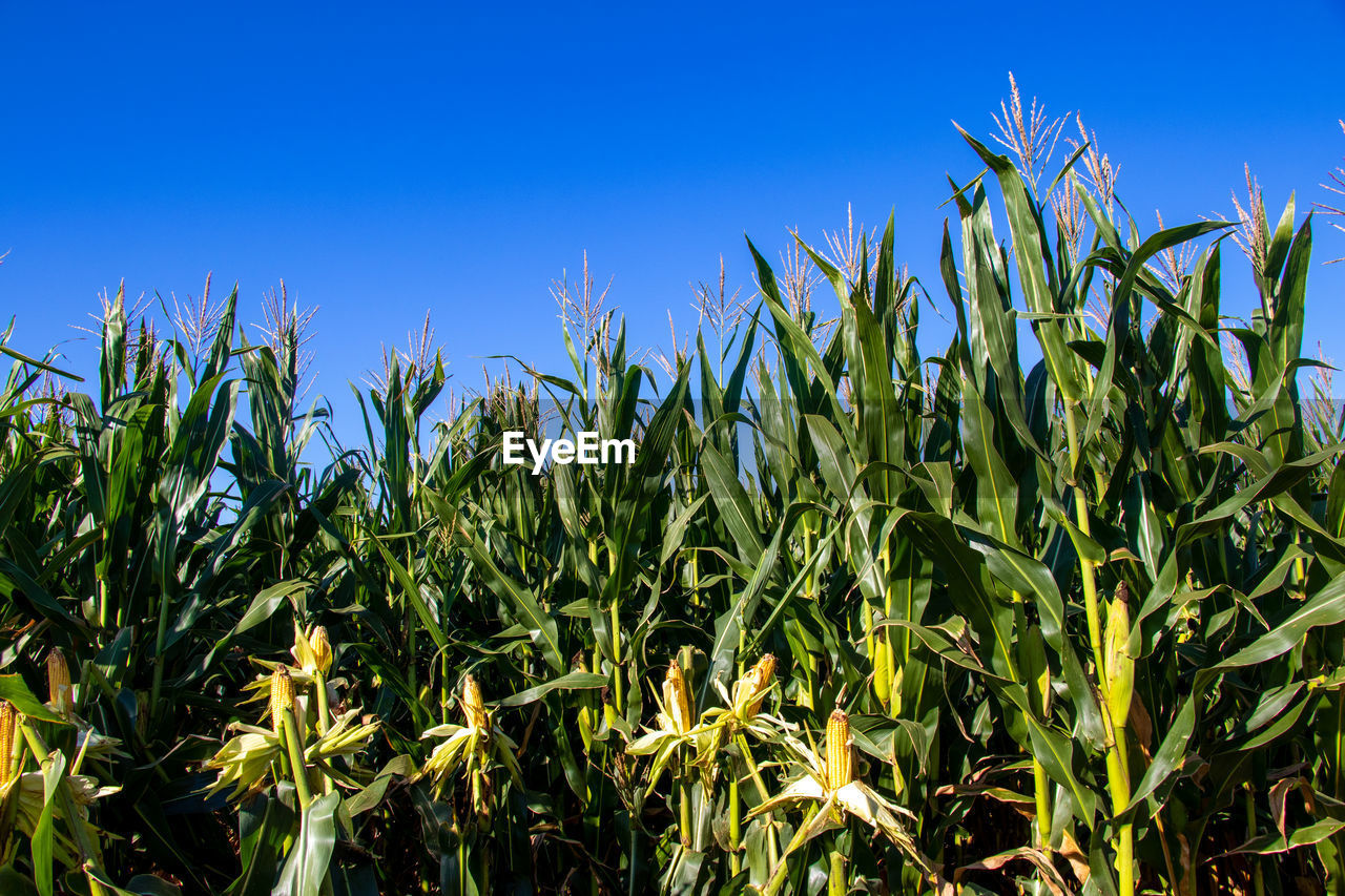 CORN FIELD AGAINST CLEAR BLUE SKY