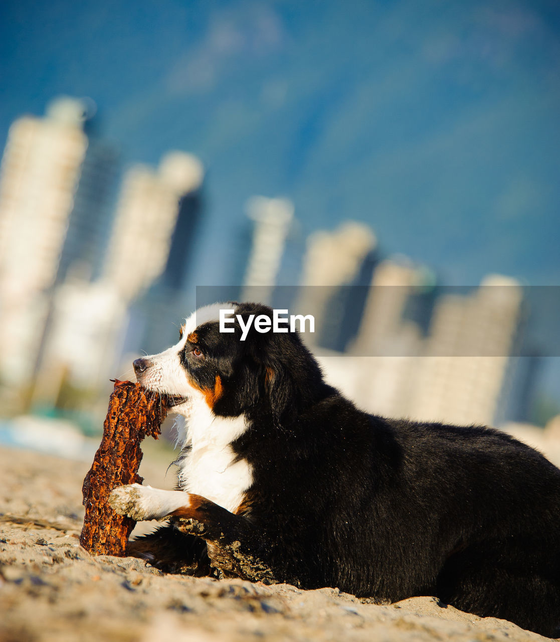 Close-up of dog biting wooden log on field