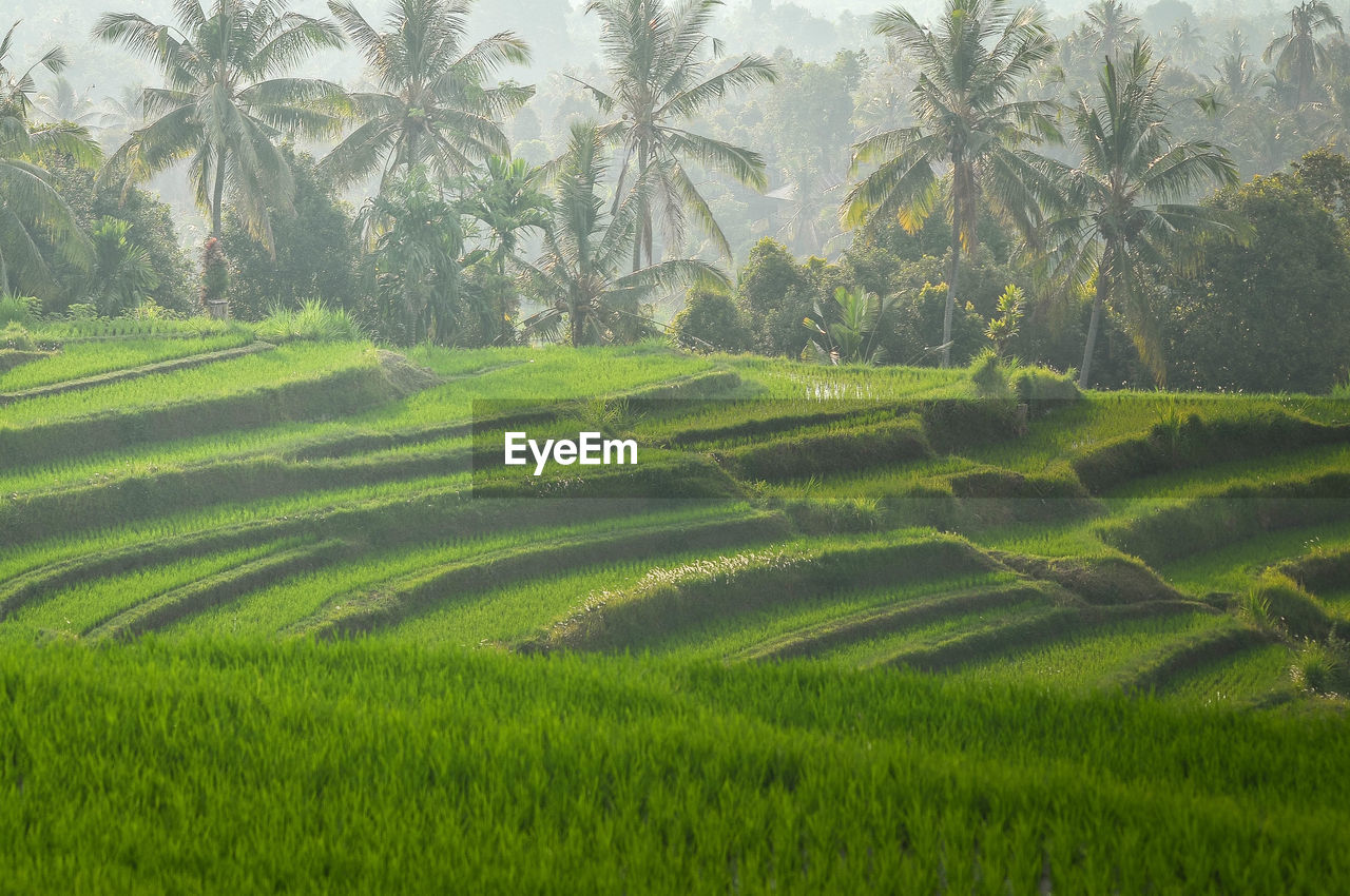 Scenic view of rice field