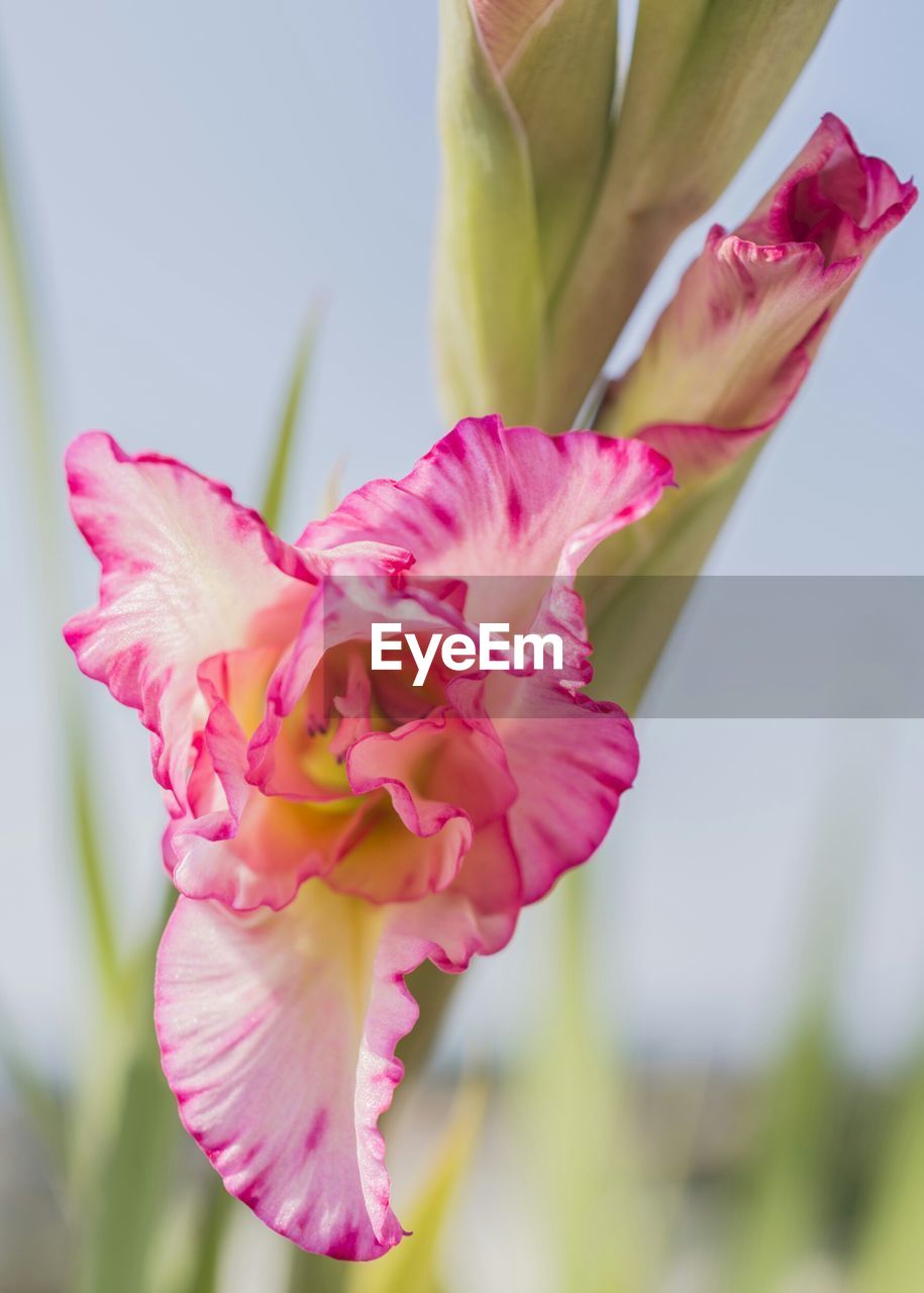 Close-up of pink flower blooming against sky