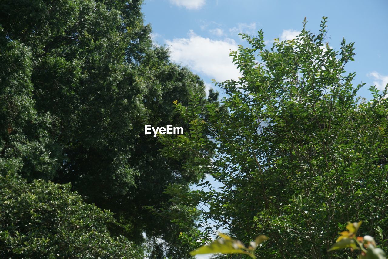 LOW ANGLE VIEW OF TREES AGAINST SKY