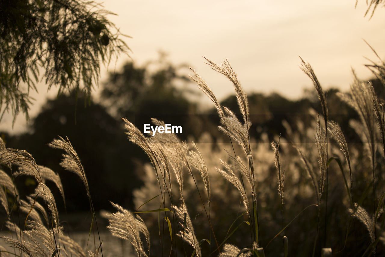 Close-up of reed growing on field against sky