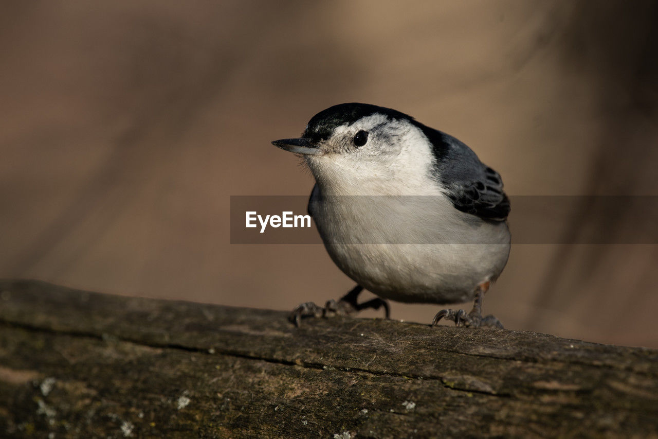 A white-breasted nuthatch, sitta carolinensis