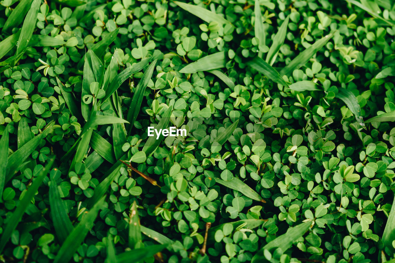 High angle view of chopped plants growing on field