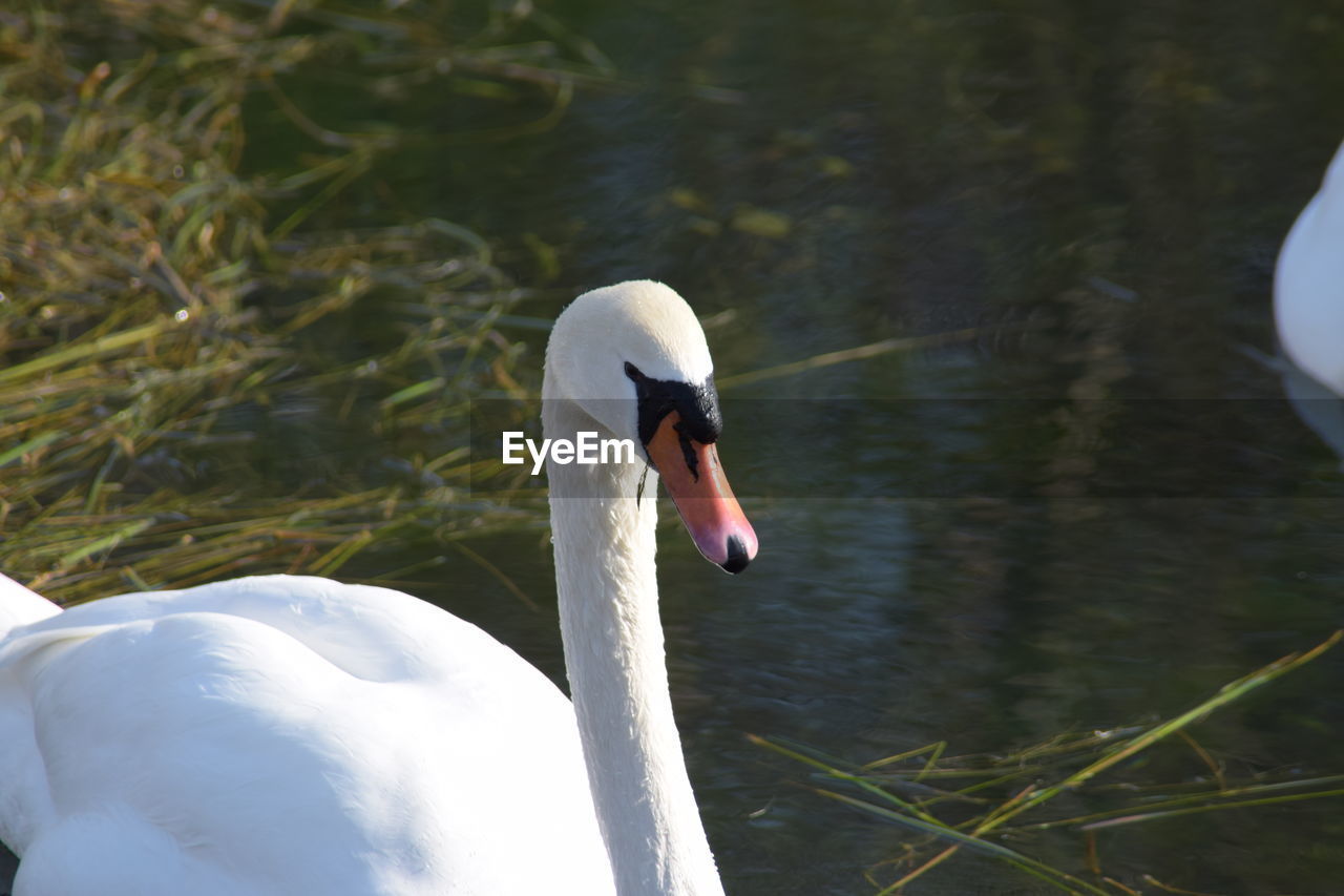 SWAN FLOATING ON WATER