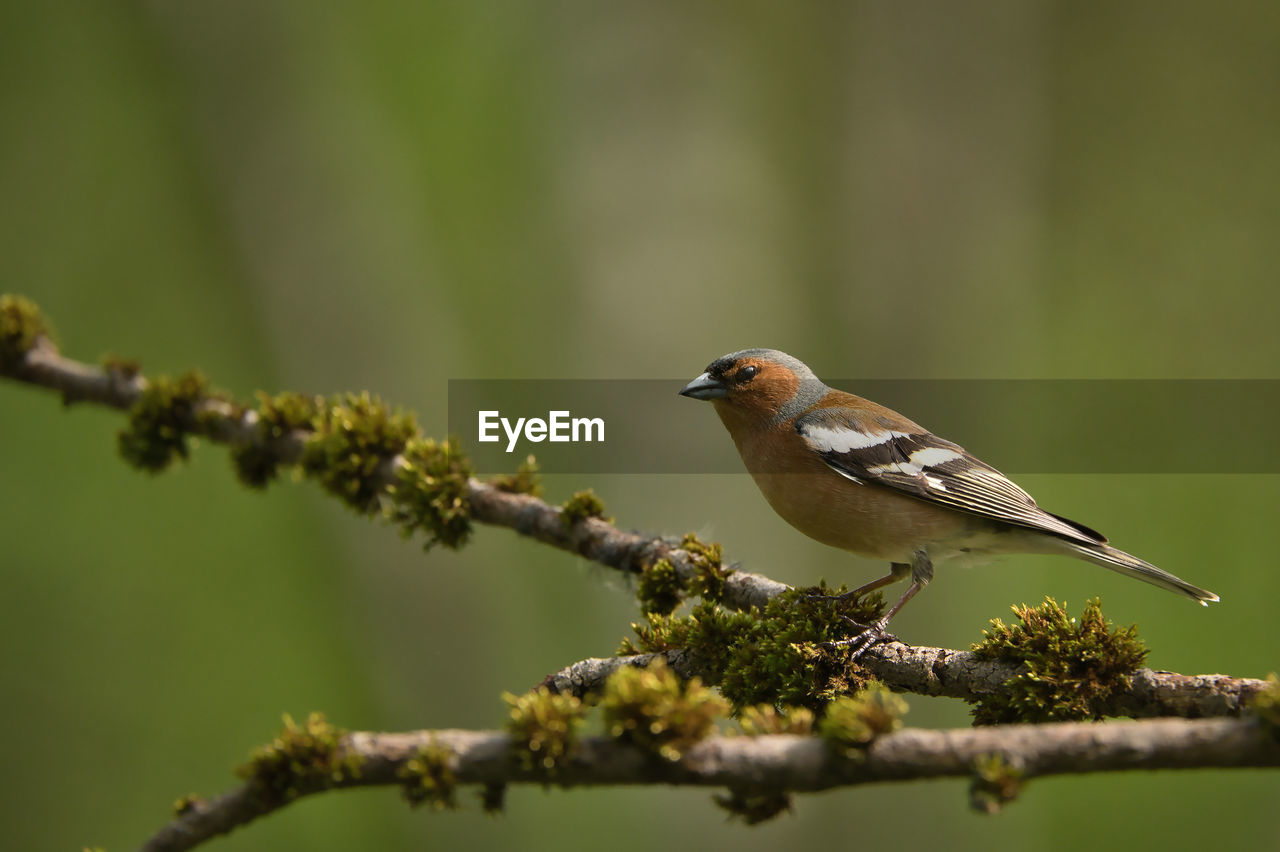 animal themes, animal, bird, animal wildlife, wildlife, nature, one animal, perching, branch, tree, plant, songbird, focus on foreground, beak, selective focus, no people, beauty in nature, day, full length, close-up, outdoors, green background, side view, food, eating, fruit, colored background, food and drink, insect, surface level, lichen, environment, sitting