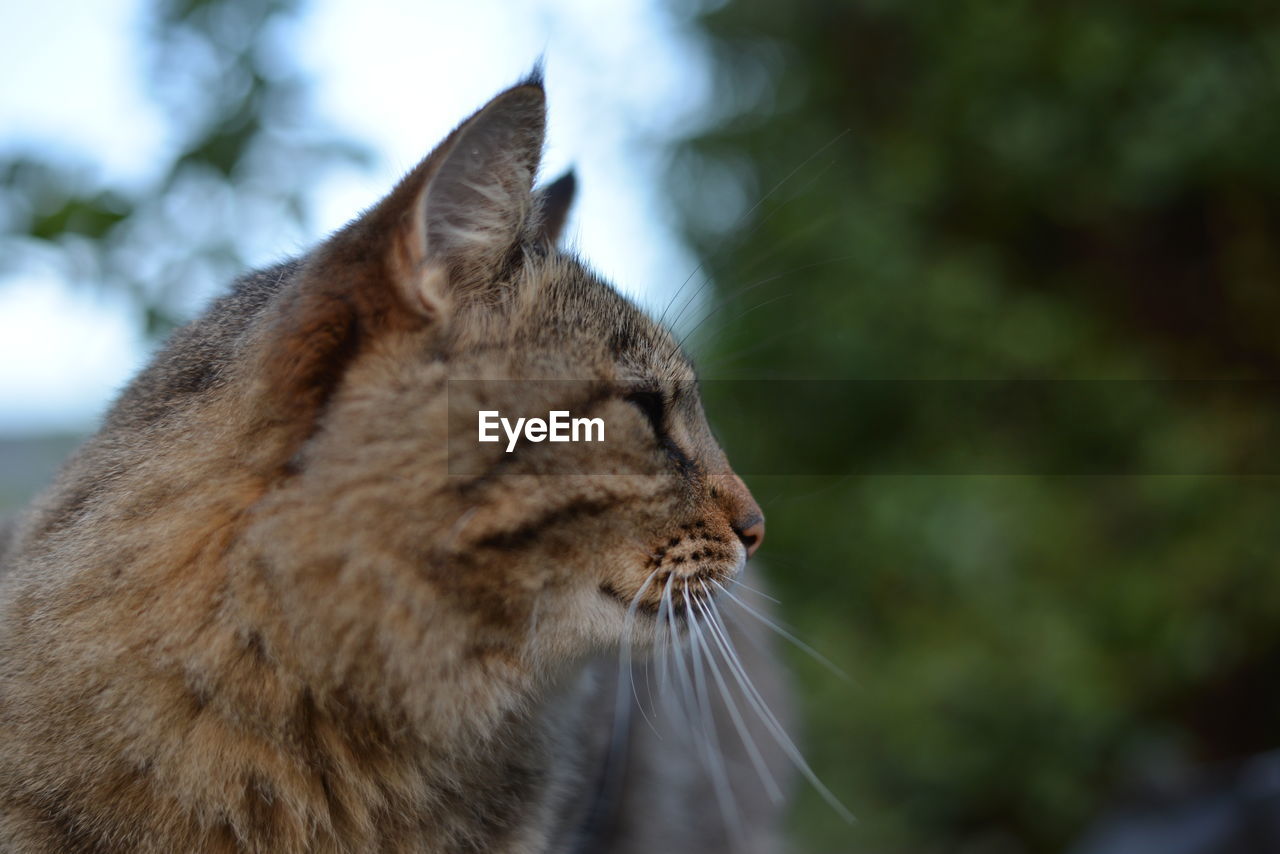 Close-up of a cat looking away