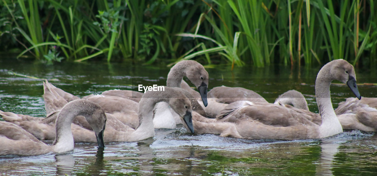 SWANS IN A LAKE