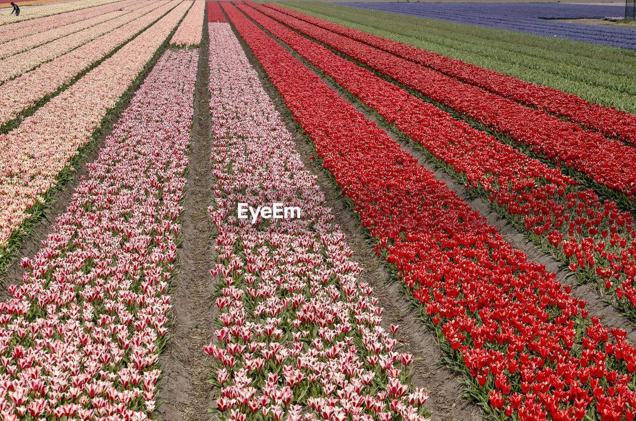 Field of tulips in various colors in the netherlands