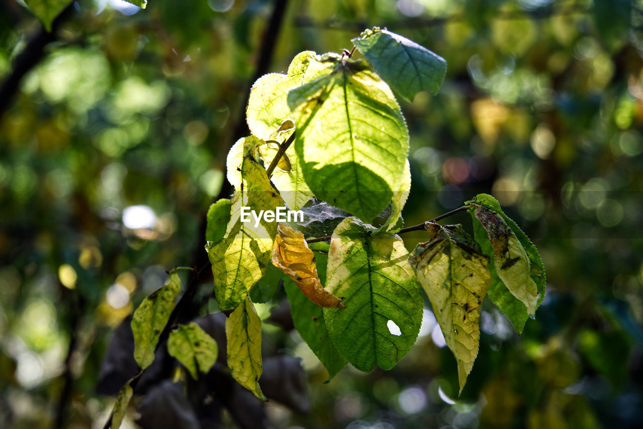 green, nature, sunlight, yellow, tree, branch, plant, leaf, plant part, autumn, flower, macro photography, produce, growth, food and drink, food, fruit, focus on foreground, close-up, no people, outdoors, day, beauty in nature, shrub, healthy eating, wildlife, land, forest, environment, blossom, freshness, animal wildlife