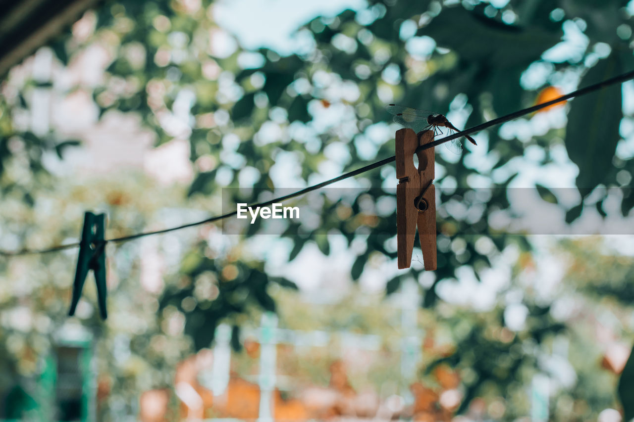 Low angle view of clothespins hanging on rope against trees