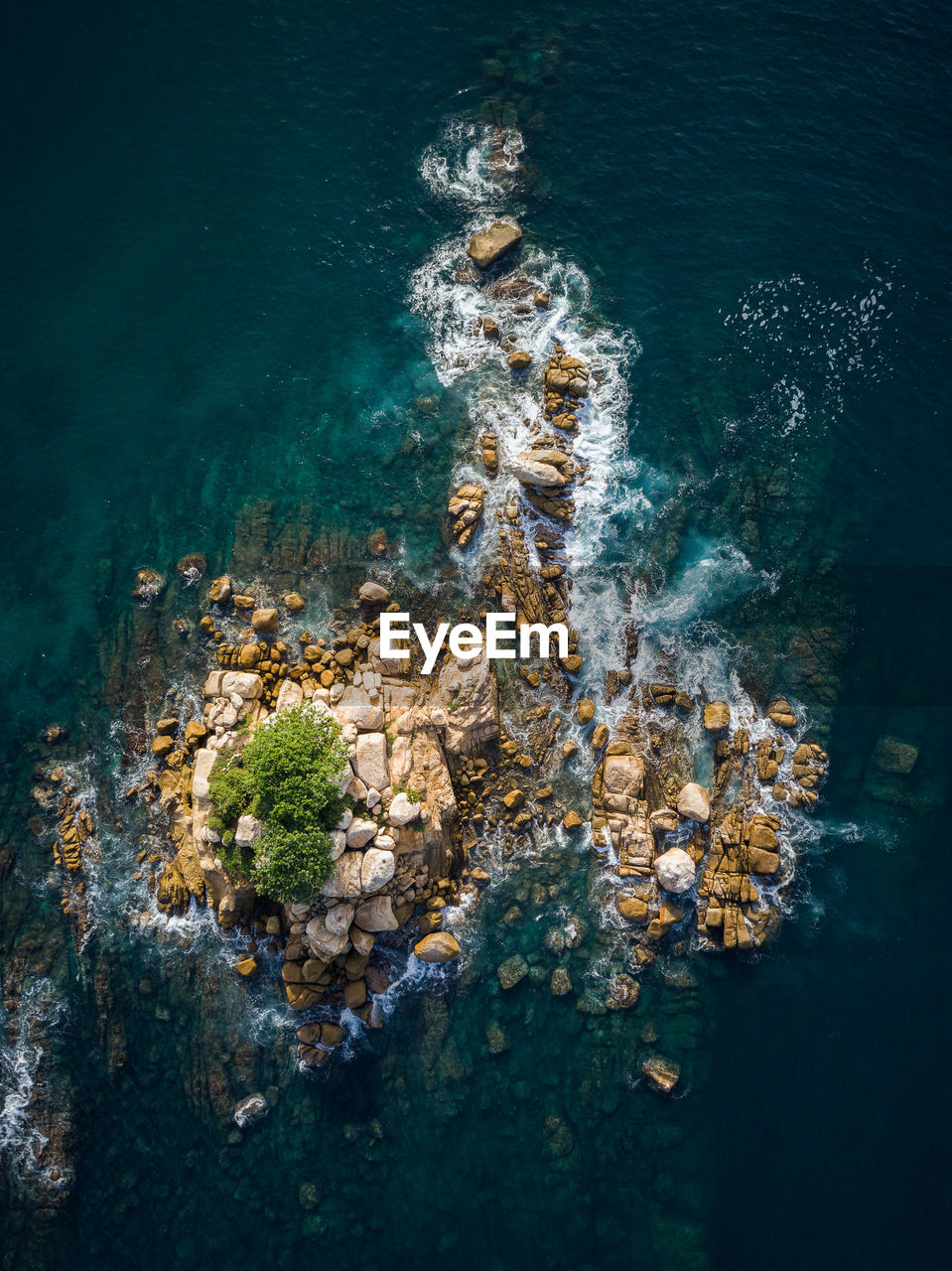 High angle view of coral in sea