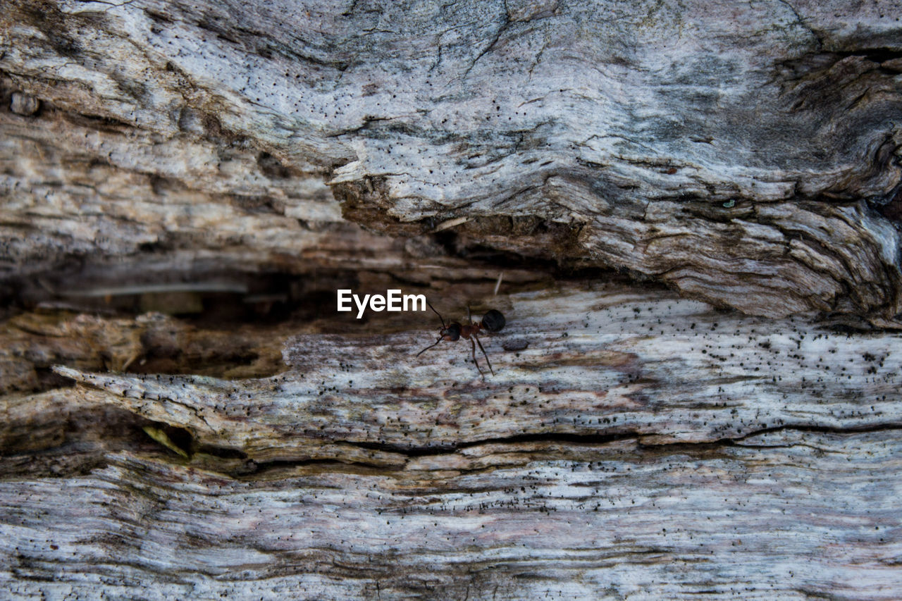 CLOSE-UP OF A TREE