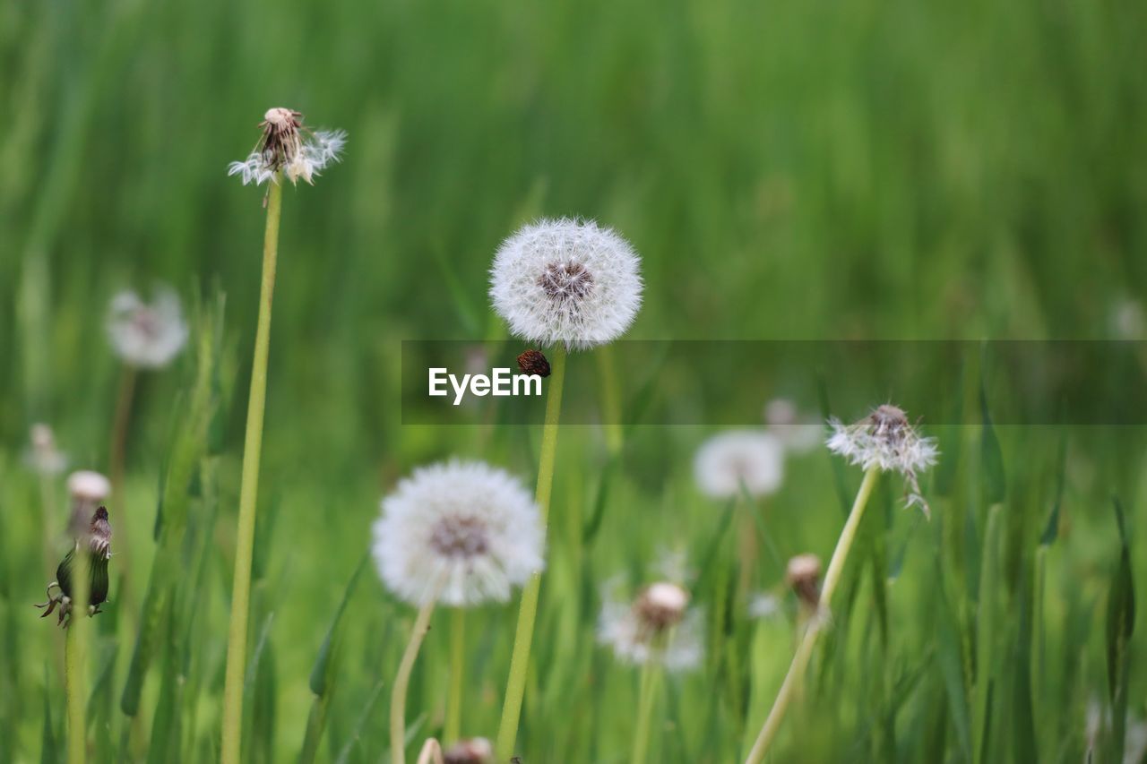 Close-up of dandelion flower on field