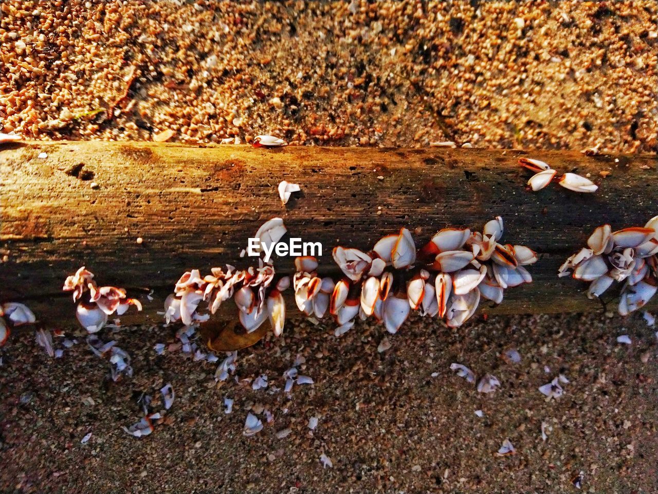 HIGH ANGLE VIEW OF DUCKS ON BEACH