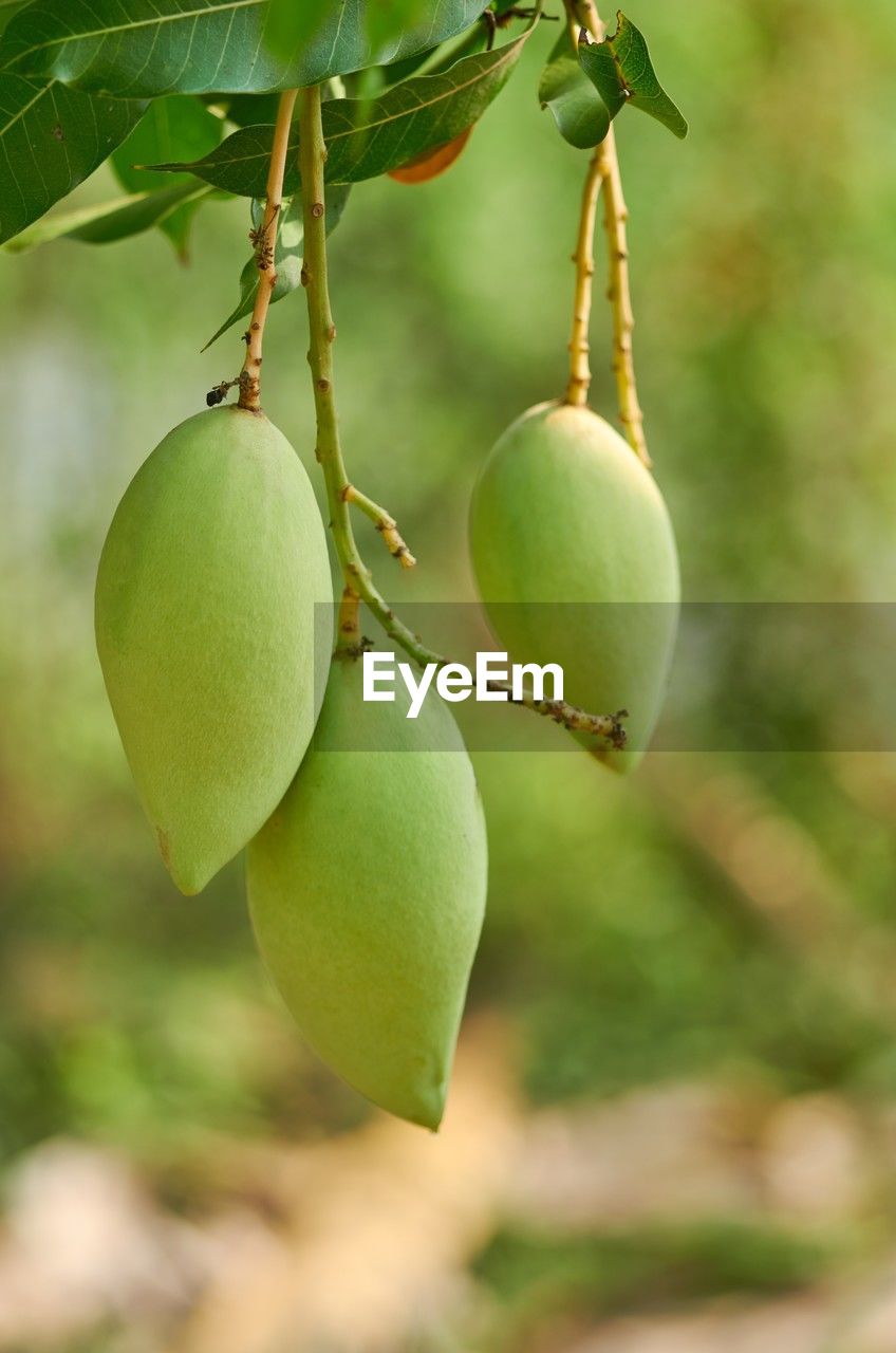 fruit, food and drink, food, healthy eating, tree, plant, freshness, hanging, leaf, wellbeing, produce, plant part, close-up, green, no people, focus on foreground, growth, nature, branch, agriculture, ripe, unripe, flower, fruit tree, outdoors, day, organic, juicy, mango, tropical fruit