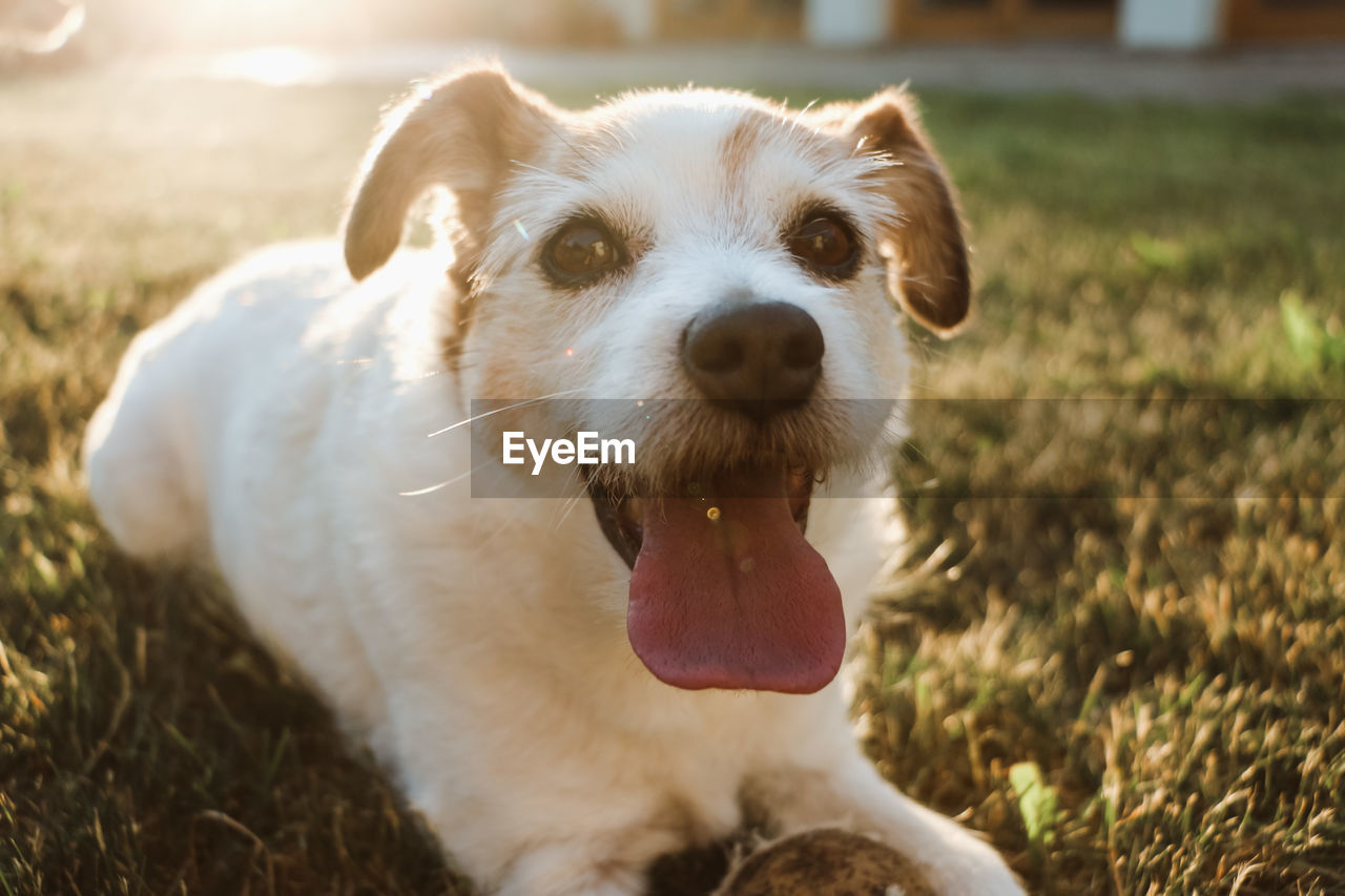 Close-up portrait of dog on field