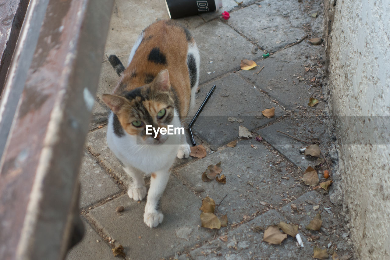 HIGH ANGLE VIEW PORTRAIT OF CAT STANDING ON FLOOR