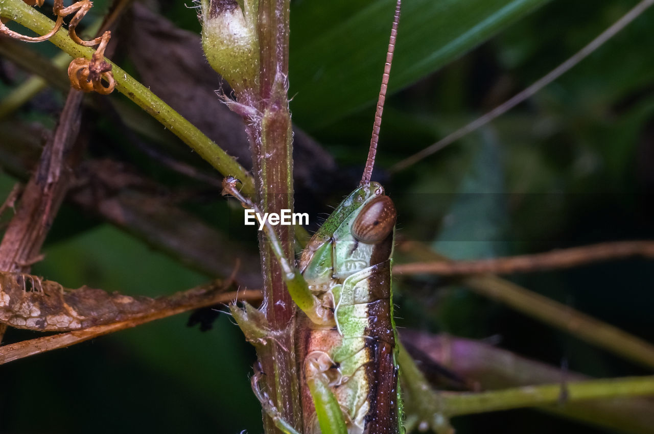 Close-up of insect on leaf