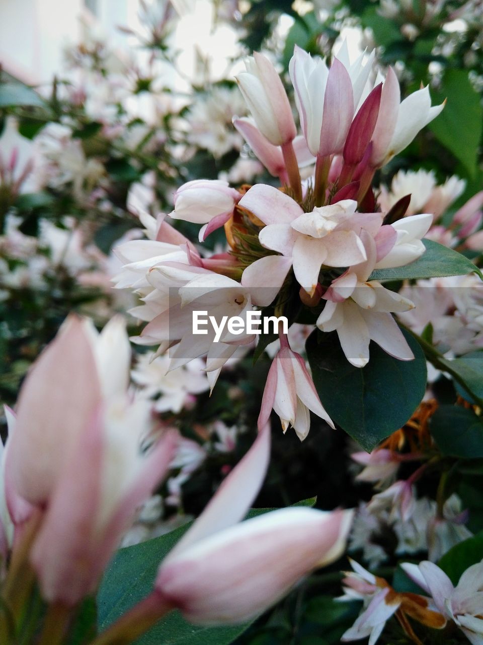 Close-up of pink flowers blooming on tree