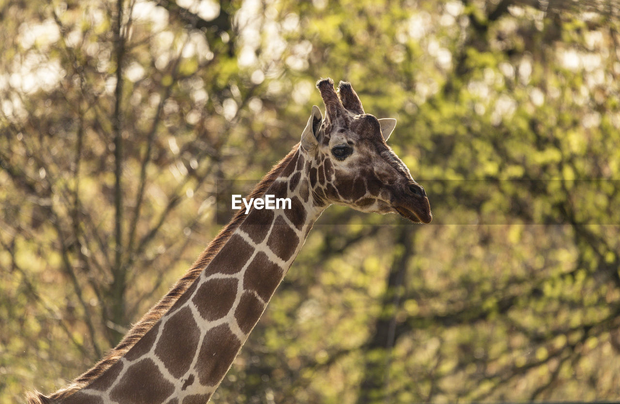 Giraffe against trees in forest