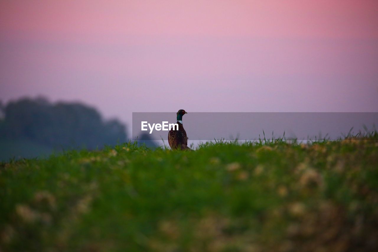 Bird perching on a field at sunset 