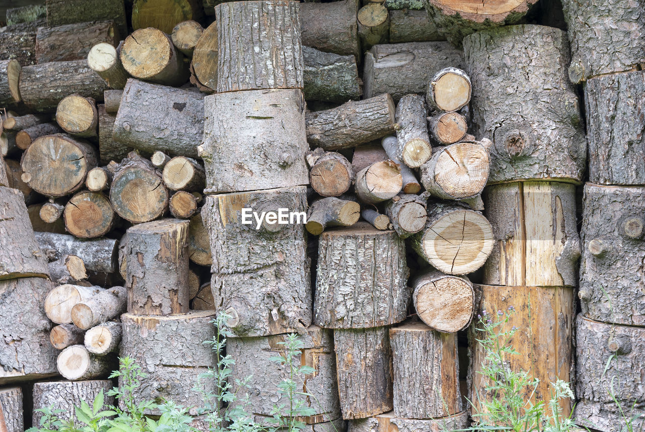 FULL FRAME SHOT OF LOGS ON WOOD IN FOREST