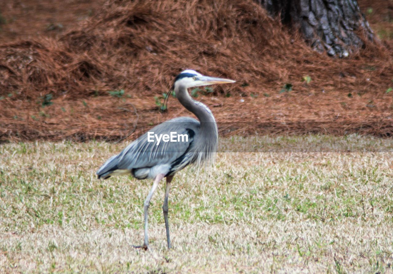 Close-up side view of a bird on grass