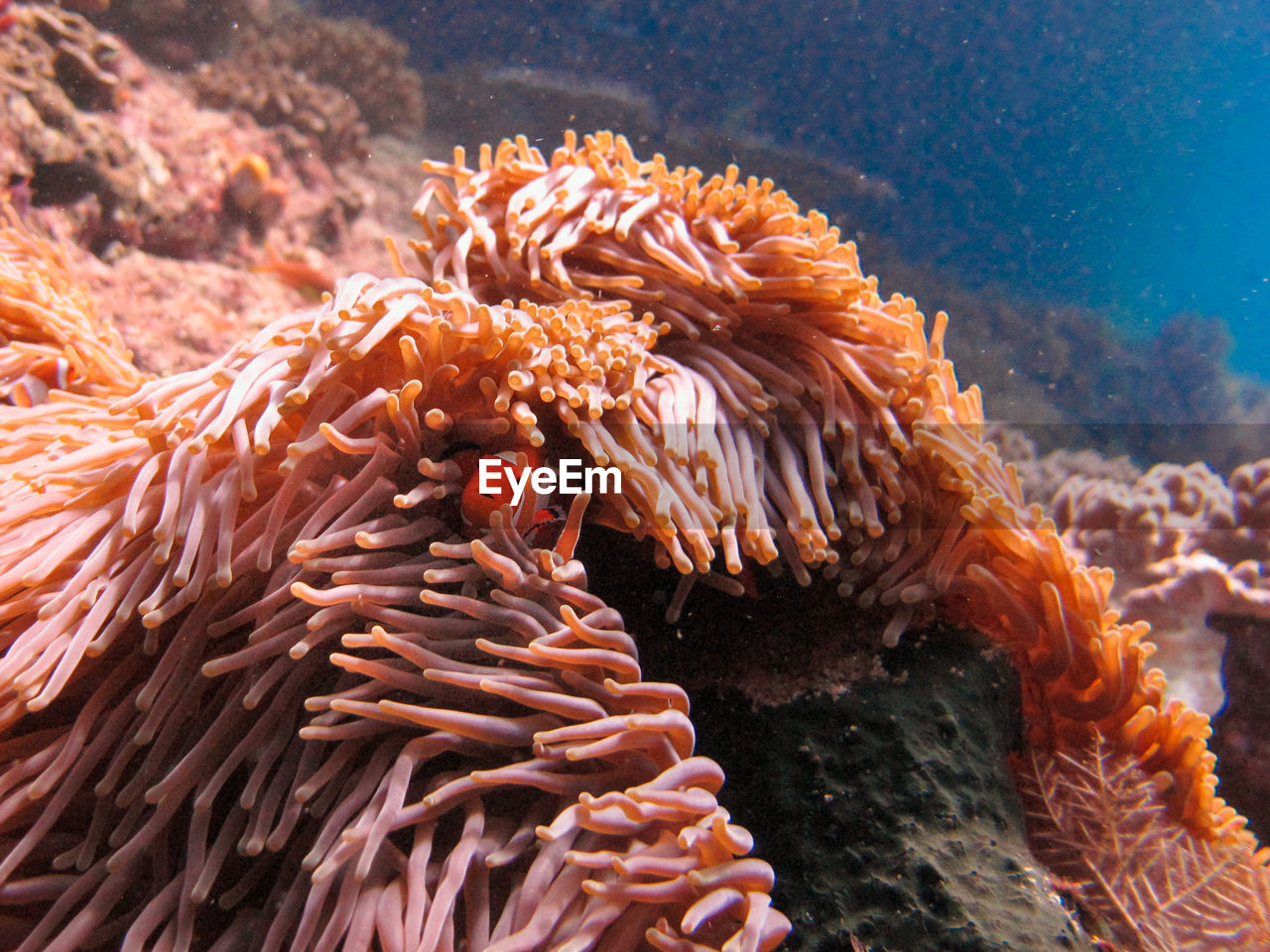 Little anemonefish or  clown fish  inside of the magnificent sea anemone heteractis magnifica