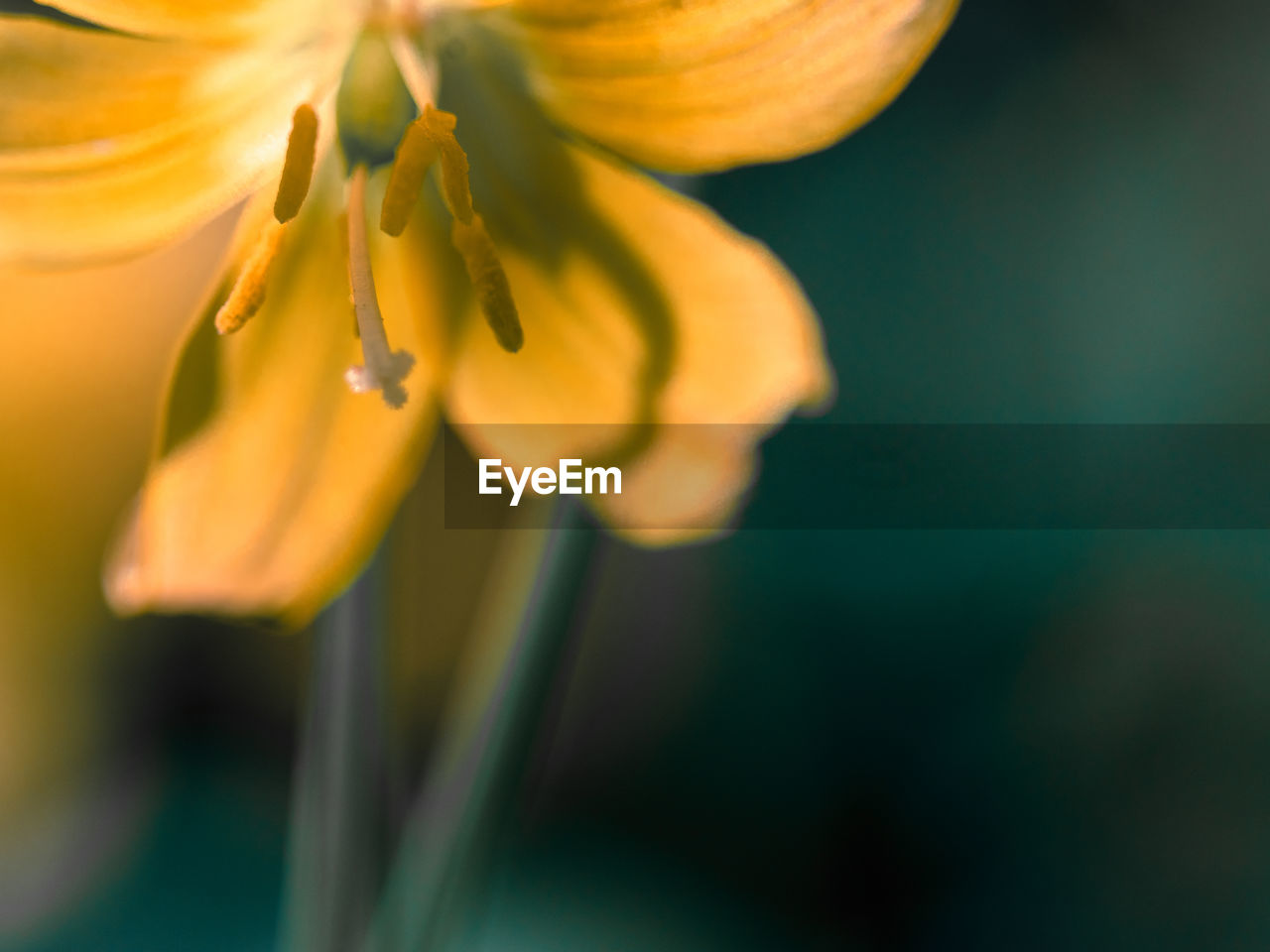 Close-up of yellow flowering plant