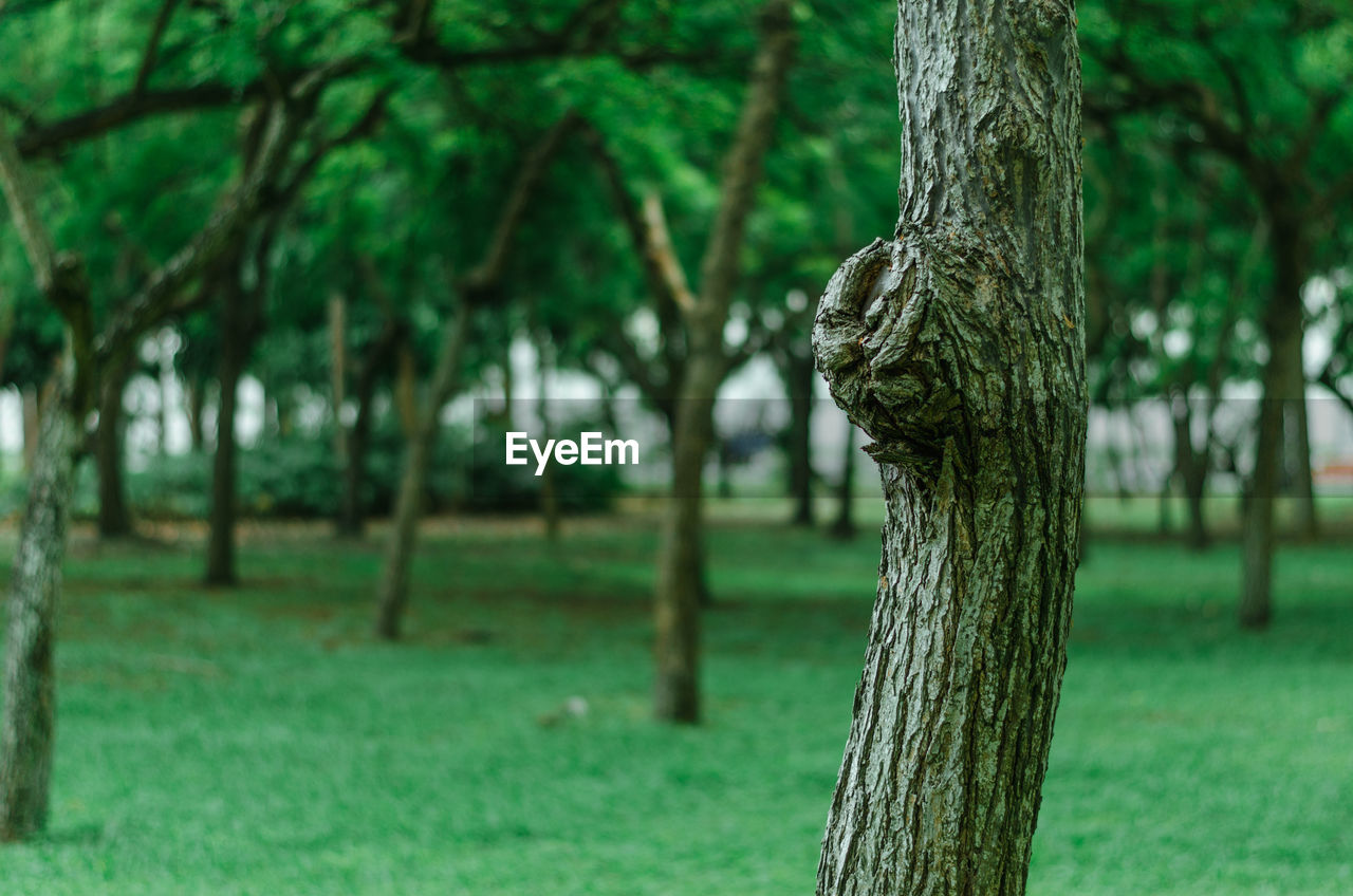 View of tree trunk in park