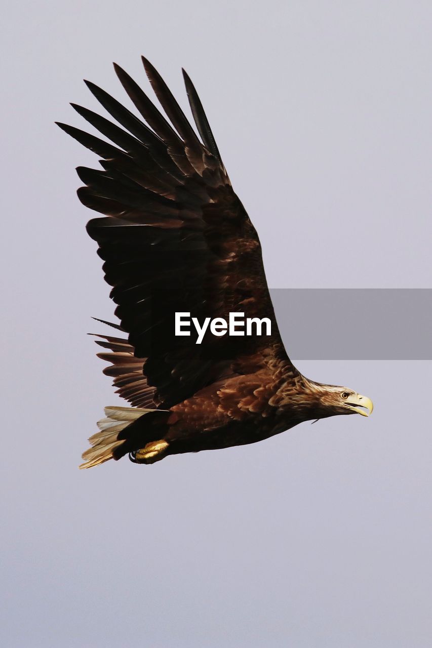 Close-up of eagle flying against clear sky