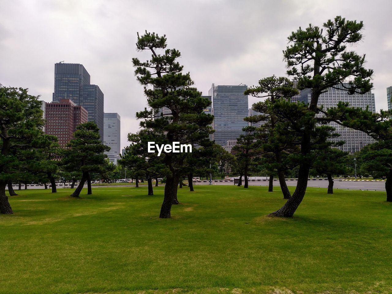 Trees growing in park against buildings in city