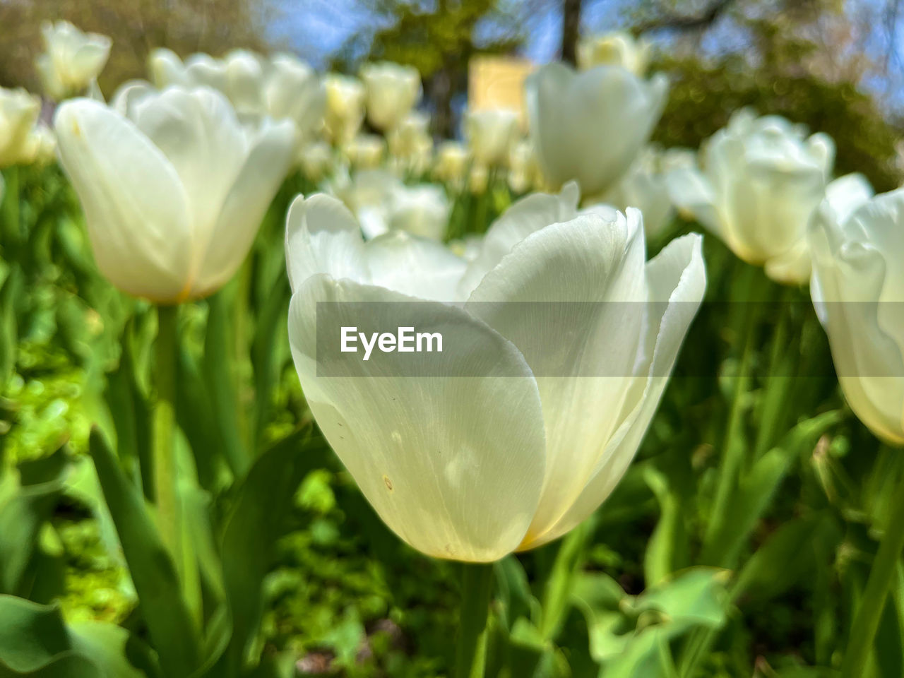 plant, flower, flowering plant, beauty in nature, freshness, close-up, petal, growth, fragility, nature, inflorescence, flower head, white, no people, springtime, focus on foreground, green, leaf, plant part, day, outdoors, tulip, botany, blossom, garden, selective focus