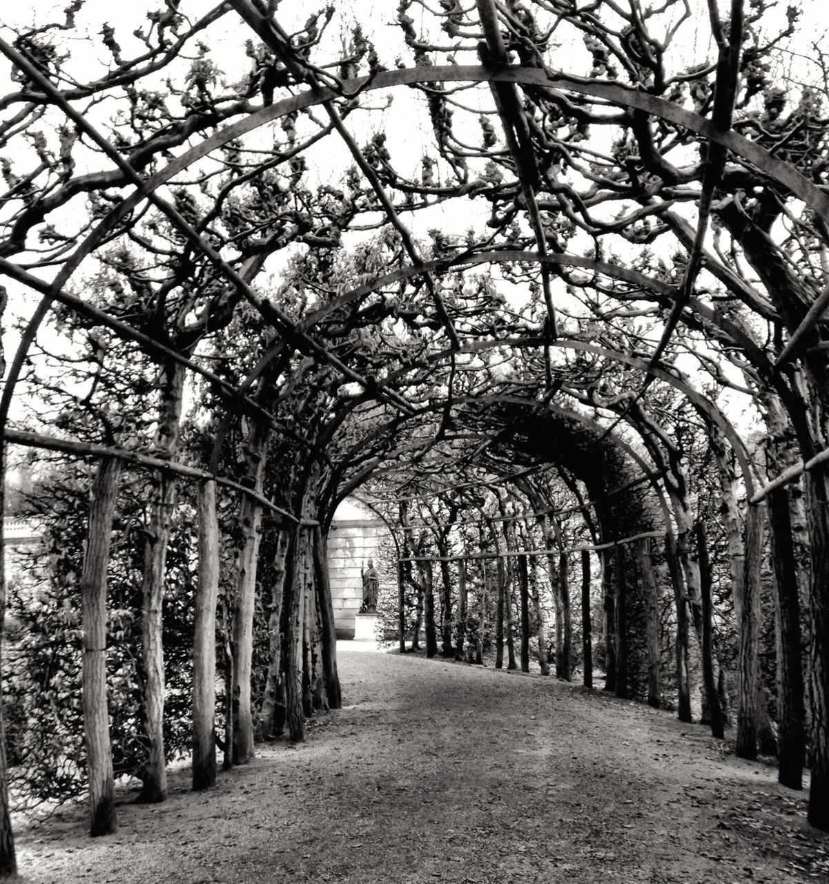 Arched ceiling covered with ivy in park