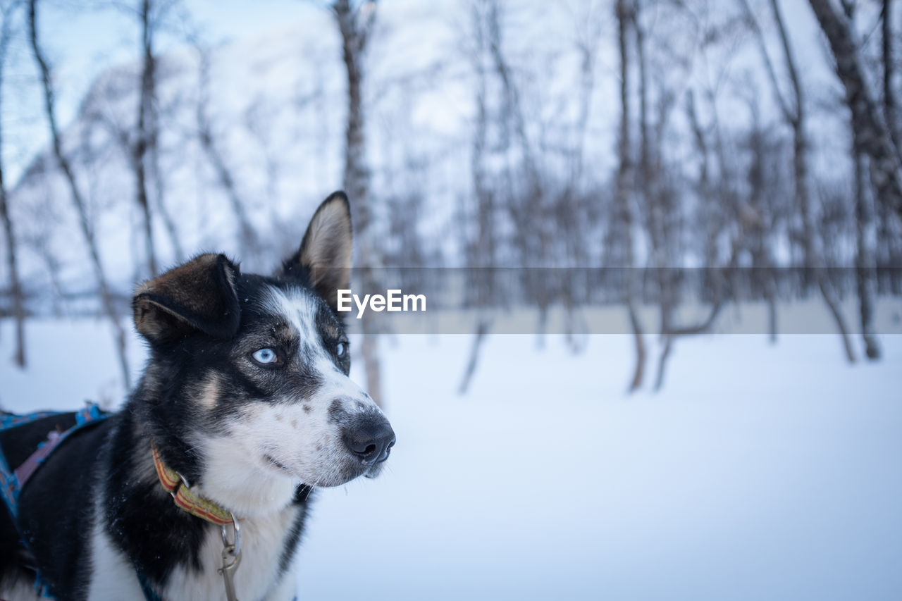 Sled pulling dog head portrait with light colored eyes.