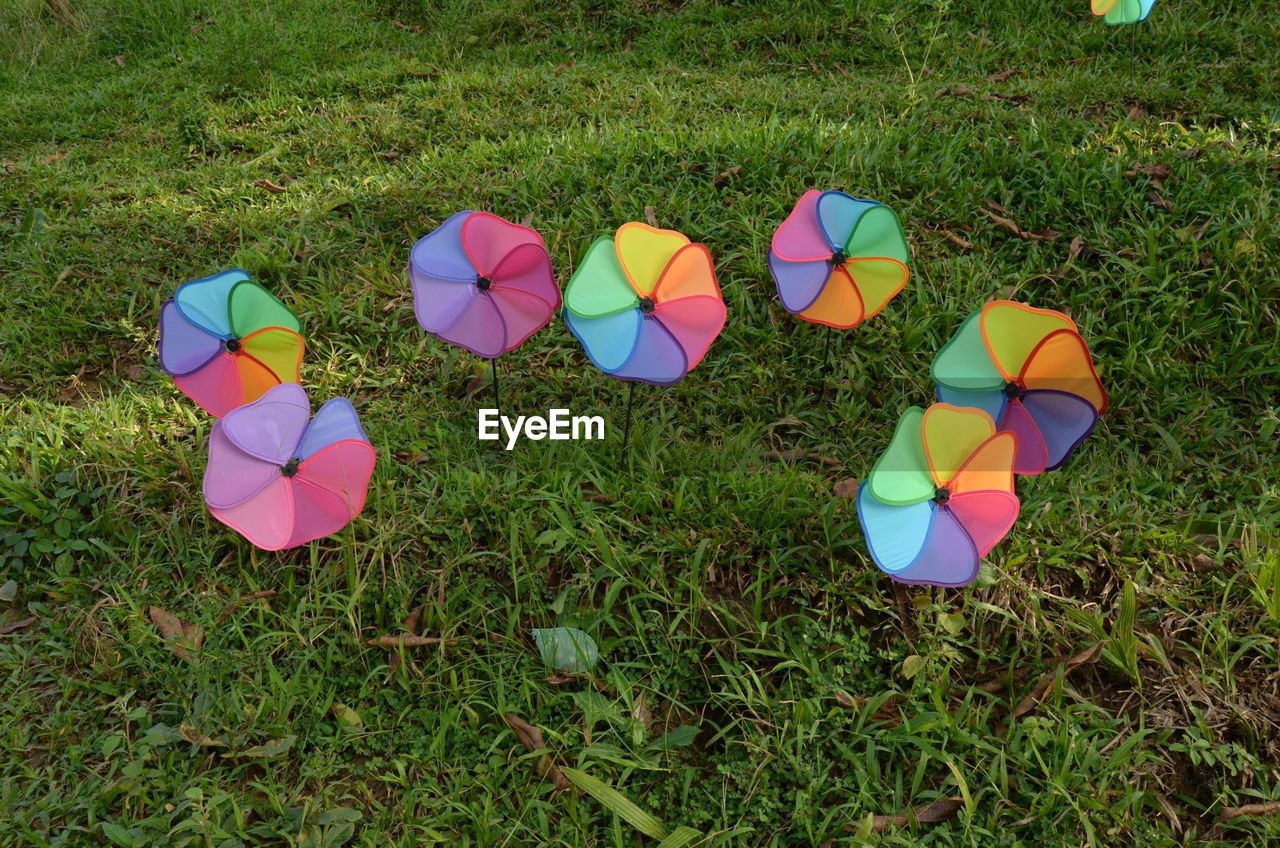 High angle view of multi colored flowers on field