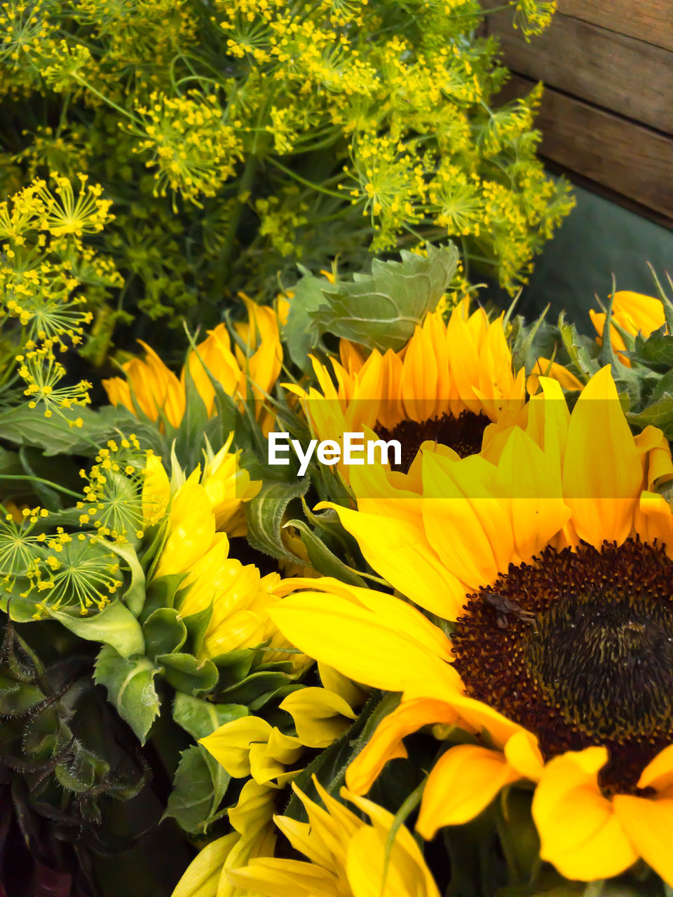 CLOSE-UP OF FRESH SUNFLOWER BLOOMING OUTDOORS