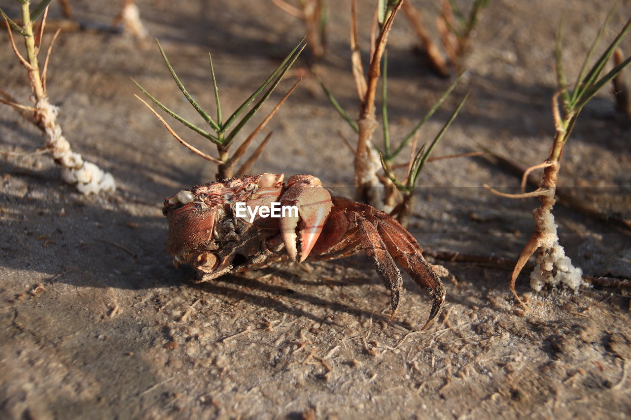 Exoskeleton of a dead crab in the drought stricken salt field