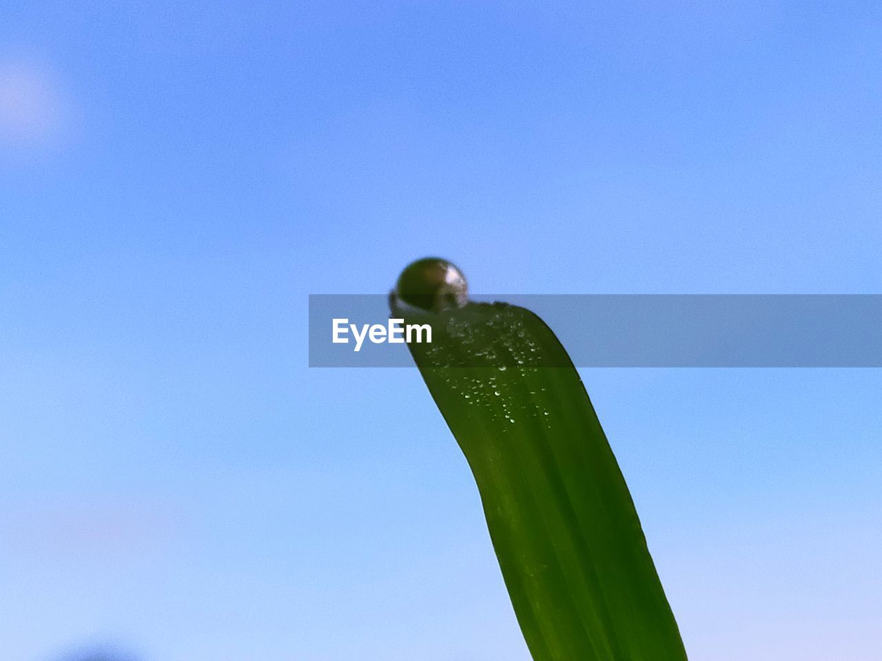 CLOSE-UP OF GREEN LIZARD AGAINST BLUE SKY